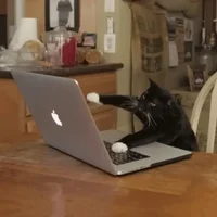Gato escribiendo en un teclado.